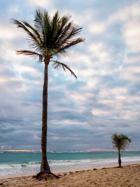 a sandy tropical beach with a tall palm tree and turquoise sea