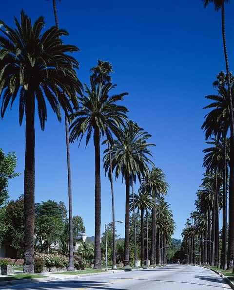 a quiet Los Angeles street lined with tall palm trees under a deep blue sky
